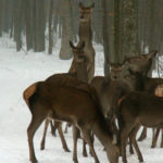 Polonya Çevre Bakanı: “hayvanları korumayı abartmayalım”