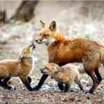 Romanya’da tilki ve çakalların çoğu itlaf edilecek