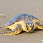 Caretta-Caretta-1-620×375