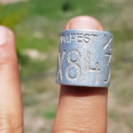 Macaristan’ın en yaşlı leyleği Eskişehir’de elektrik teline takılarak öldü