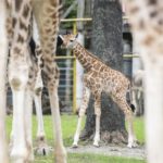 Hayvanat bahçesindeki yavru zürafa ilgi odağı oldu