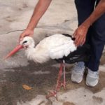 Macaristan’da halkalanan leylek Soma’da ortaya çıktı