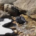 menekultek menekulnek