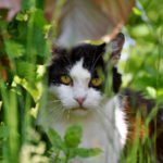 Kamionba rejtőzve csempészte magát Németországba egy török macska