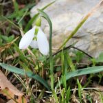 2 Galanthus_plicatus_subsp._byzantinus_generel