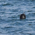 Készültségben a török haditengerészet a tengeri aknák miatt