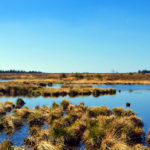 Török határsértőt húztak ki az ásotthalmi mocsárból