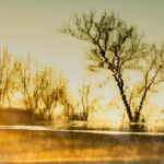 Sevinç Çokum: Meghajlott fák