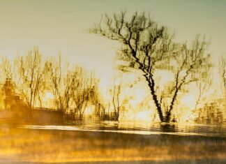 Sevinç Çokum: Meghajlott fák