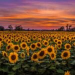 Kiszáradt a török napraforgótermés, ez vár a régióra