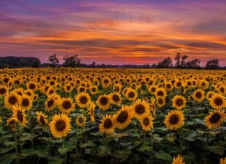 Kiszáradt a török napraforgótermés, ez vár a régióra