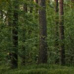 Újabb erdőket vesz a török üzletember Magyarország legszebb fekvésű településén