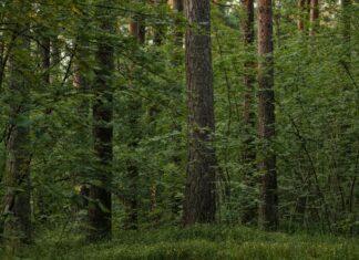 Újabb erdőket vesz a török üzletember Magyarország legszebb fekvésű településén