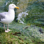 Repülő sirályt lőtt ki a török focikapus, majd egy játékos szakszerűen újraélesztette