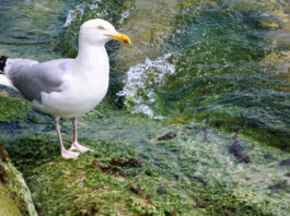Repülő sirályt lőtt ki a török focikapus, majd egy játékos szakszerűen újraélesztette