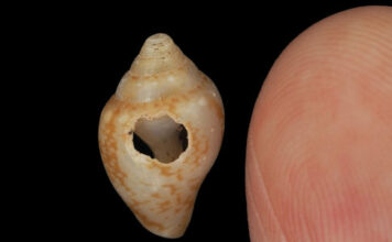 Egy török barlang leletei szerint a neandervölgyiek és a modern ember közös kultúrát osztott meg